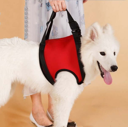 Pet Specific Safety Care Equipment – Auxiliary Belt for Enhanced Security and Comfort During Walks