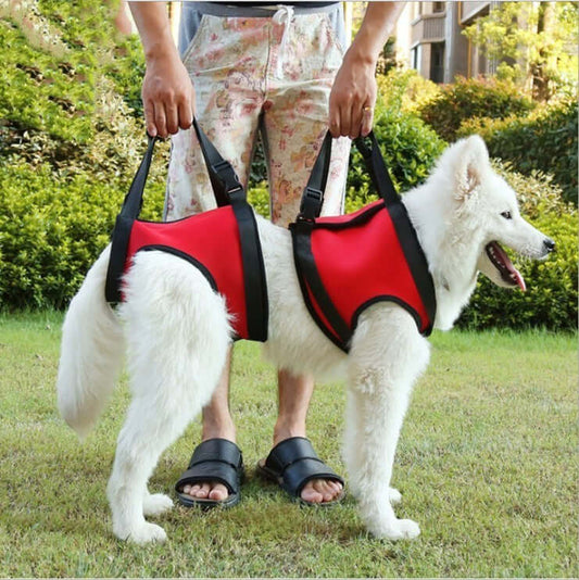 Pet Specific Safety Care Equipment – Auxiliary Belt for Enhanced Security and Comfort During Walks